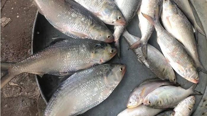 ভারত থেকে ইলিশ আসছে বাংলাদেশে!